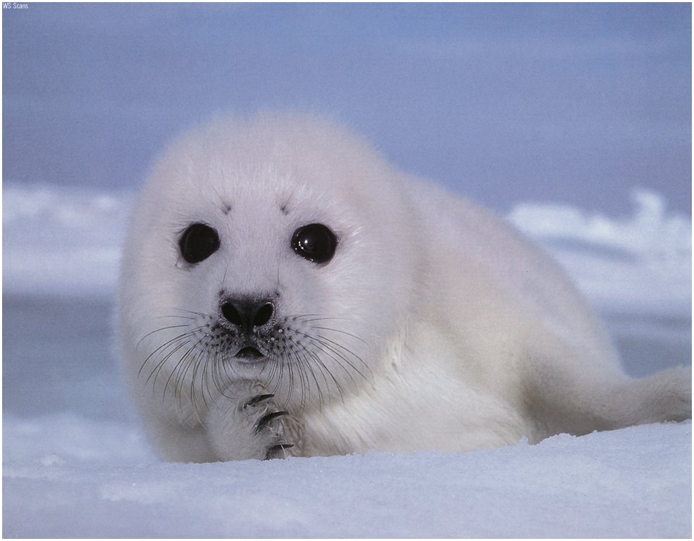 baby-seal.jpg
