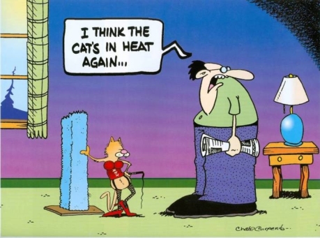 cat-heat.jpg?w=459&h=335